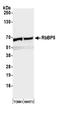 RB Binding Protein 5, Histone Lysine Methyltransferase Complex Subunit antibody, A300-109A, Bethyl Labs, Western Blot image 