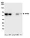 Alpha 2-HS Glycoprotein antibody, A305-236A, Bethyl Labs, Western Blot image 