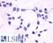 CD294 antibody, LS-A3530, Lifespan Biosciences, Immunocytochemistry image 
