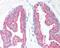 Keratin 18 antibody, 48-548, ProSci, Immunohistochemistry frozen image 
