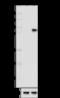 STAT1 Phospho (Tyr701) antibody, 666402, BioLegend, Western Blot image 