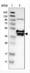 Cysteine-rich with EGF-like domain protein 2 antibody, NBP1-81229, Novus Biologicals, Western Blot image 