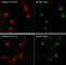 Golgin A2 antibody, GM3421, ECM Biosciences, Western Blot image 