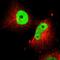 SRY-Box 9 antibody, HPA001758, Atlas Antibodies, Immunofluorescence image 