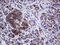 Amidohydrolase Domain Containing 1 antibody, LS-C795205, Lifespan Biosciences, Immunohistochemistry paraffin image 