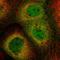 HSPH1 antibody, HPA031569, Atlas Antibodies, Immunofluorescence image 