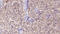Fam antibody, GTX01079, GeneTex, Immunohistochemistry paraffin image 