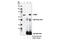 Signal Transducing Adaptor Molecule antibody, 13053S, Cell Signaling Technology, Immunoprecipitation image 