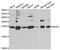 40S ribosomal protein S7 antibody, abx005163, Abbexa, Western Blot image 