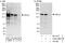 Spalt Like Transcription Factor 2 antibody, A303-208A, Bethyl Labs, Western Blot image 