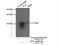 BAX antibody, 23931-1-AP, Proteintech Group, Immunoprecipitation image 