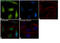 alpha-Tubulin antibody, MA1-19581, Invitrogen Antibodies, Immunofluorescence image 