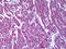 Malate dehydrogenase, mitochondrial antibody, TA318626, Origene, Immunohistochemistry frozen image 