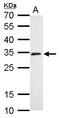 Kinetochore-associated protein NSL1 homolog antibody, LS-C185620, Lifespan Biosciences, Western Blot image 