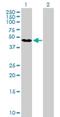 G Kinase Anchoring Protein 1 antibody, H00080318-B01P, Novus Biologicals, Western Blot image 