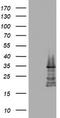 Multidrug resistance protein 1 antibody, TA801006S, Origene, Western Blot image 