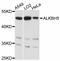 AlkB Homolog 5, RNA Demethylase antibody, LS-C747075, Lifespan Biosciences, Western Blot image 