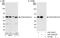 Ataxin-10 antibody, A301-054A, Bethyl Labs, Western Blot image 