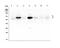 Galactosidase Beta 1 antibody, A01829-3, Boster Biological Technology, Western Blot image 