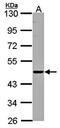 C-C Motif Chemokine Ligand 13 antibody, orb13285, Biorbyt, Western Blot image 