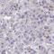 MORN Repeat Containing 2 antibody, NBP2-34193, Novus Biologicals, Immunohistochemistry frozen image 