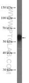 Perilipin 5 antibody, 26951-1-AP, Proteintech Group, Western Blot image 