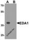 Ectodysplasin A antibody, 8045, ProSci Inc, Western Blot image 