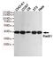 Reca antibody, TA347037, Origene, Western Blot image 
