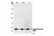 Histone Cluster 1 H2A Family Member M antibody, 2576S, Cell Signaling Technology, Western Blot image 