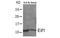 Eukaryotic Translation Initiation Factor 1 antibody, MBS837469, MyBioSource, Western Blot image 