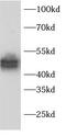 FIP-3 antibody, FNab10254, FineTest, Western Blot image 