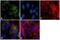 CYCS antibody, NB100-74436, Novus Biologicals, Immunofluorescence image 