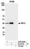 Ribosomal Protein L5 antibody, A303-933A, Bethyl Labs, Immunoprecipitation image 