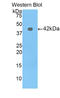Profilin 3 antibody, LS-C299966, Lifespan Biosciences, Western Blot image 