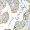KRAB Box Domain Containing 4 antibody, abx006349, Abbexa, Western Blot image 