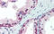 Nuclear Respiratory Factor 1 antibody, 25-212, ProSci, Immunohistochemistry paraffin image 