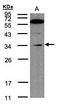 Malectin antibody, LS-C185455, Lifespan Biosciences, Western Blot image 