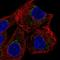Zinc Finger Protein 19 antibody, HPA063685, Atlas Antibodies, Immunofluorescence image 