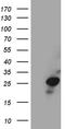 Ventral Anterior Homeobox 1 antibody, CF811403, Origene, Western Blot image 
