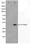 Fas Ligand antibody, TA347378, Origene, Western Blot image 