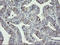 Deleted In Primary Ciliary Dyskinesia Homolog (Mouse) antibody, LS-C338005, Lifespan Biosciences, Immunohistochemistry frozen image 