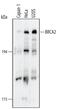 BRCA2 antibody, MAB2476, R&D Systems, Western Blot image 