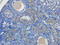 Kallikrein Related Peptidase 10 antibody, orb341067, Biorbyt, Immunohistochemistry paraffin image 