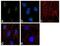 Kruppel Like Factor 17 antibody, 711433, Invitrogen Antibodies, Immunofluorescence image 