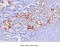 Fatty Acid Binding Protein 1 antibody, MBS200109, MyBioSource, Immunohistochemistry frozen image 