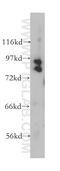 Cullin 1 antibody, 12895-1-AP, Proteintech Group, Western Blot image 