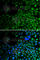 Histone Deacetylase 2 antibody, A2084, ABclonal Technology, Immunofluorescence image 