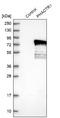 Phosphatase And Actin Regulator 1 antibody, NBP1-84232, Novus Biologicals, Western Blot image 