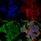 Potassium channel subfamily K member 3 antibody, SMC-473D-BI, StressMarq, Immunofluorescence image 