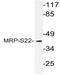 Mitochondrial Ribosomal Protein S22 antibody, AP21073PU-N, Origene, Western Blot image 